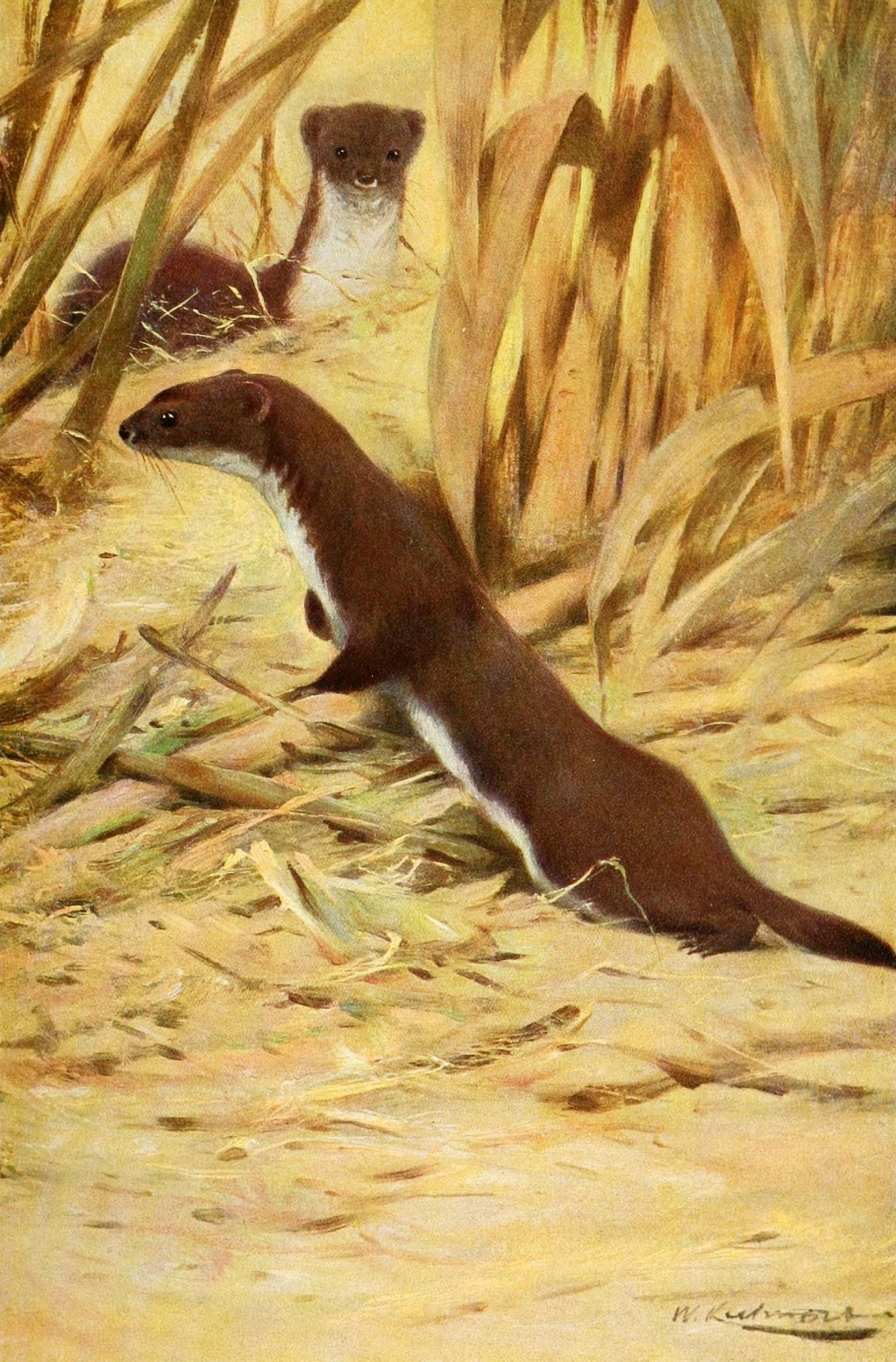 Wild Life of the World 1916 Weasel Canvas Art - FW Kuhnert (18 x 24)