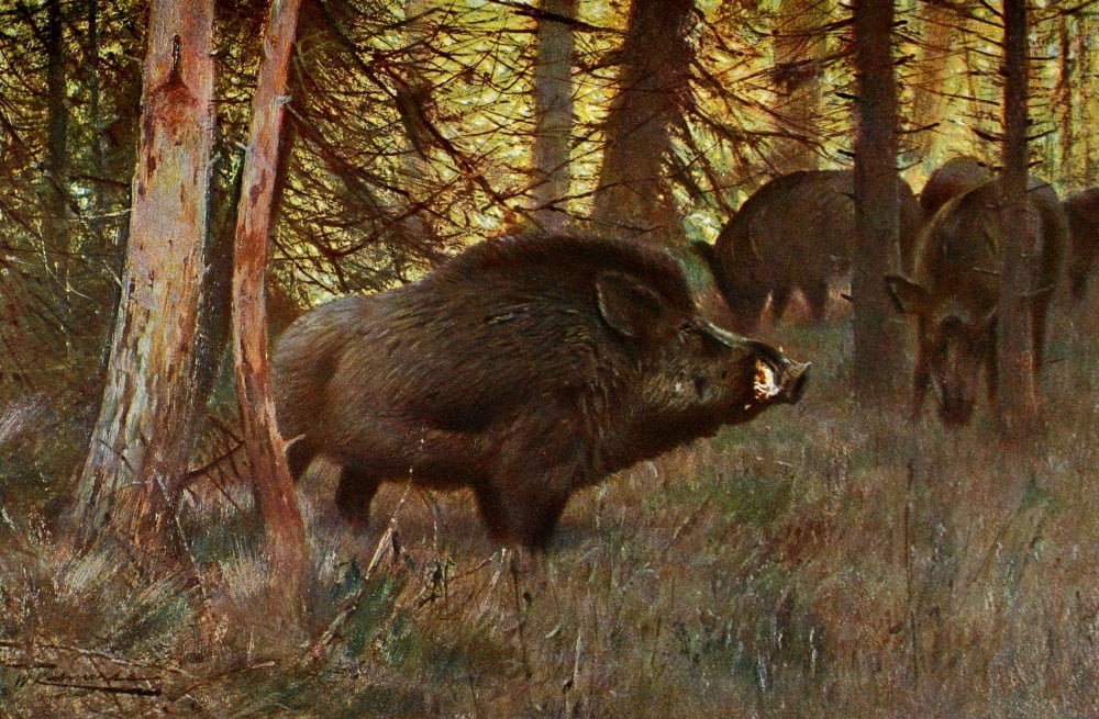Wild Life of the World 1916 Wild Swine Canvas Art - FW Kuhnert (18 x 24)