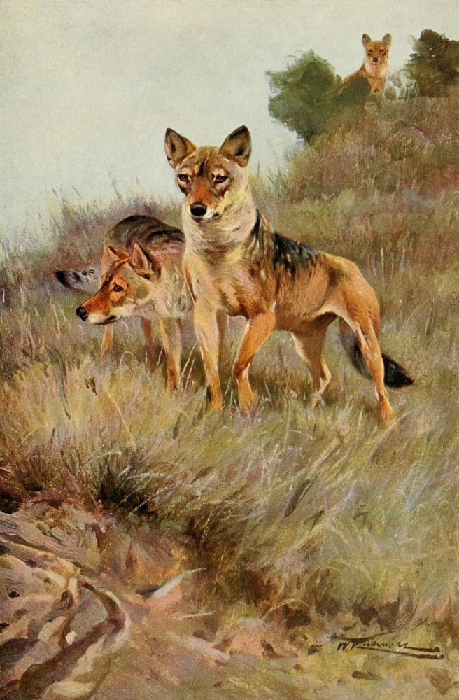 Wild Life of the World 1916 Wolf Canvas Art - FW Kuhnert (18 x 24)