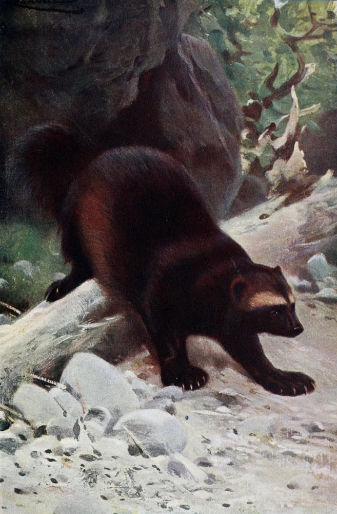 Wild Life of the World 1916 Wolverine Canvas Art - FW Kuhnert (18 x 24)