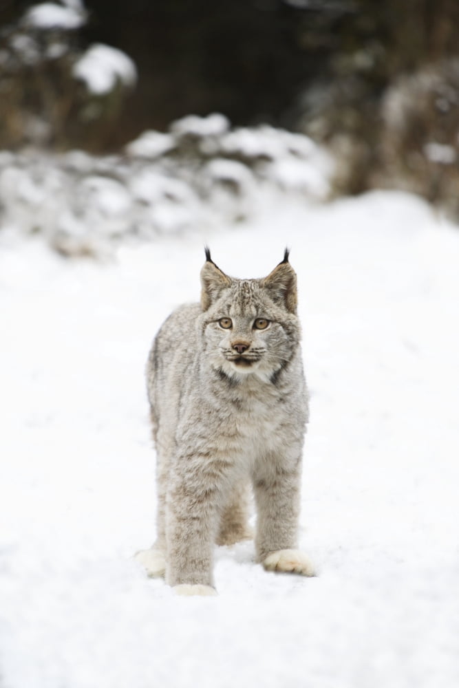 Wild Lynx Canvas Art - Richard Wear Design Pics (22 x 34)