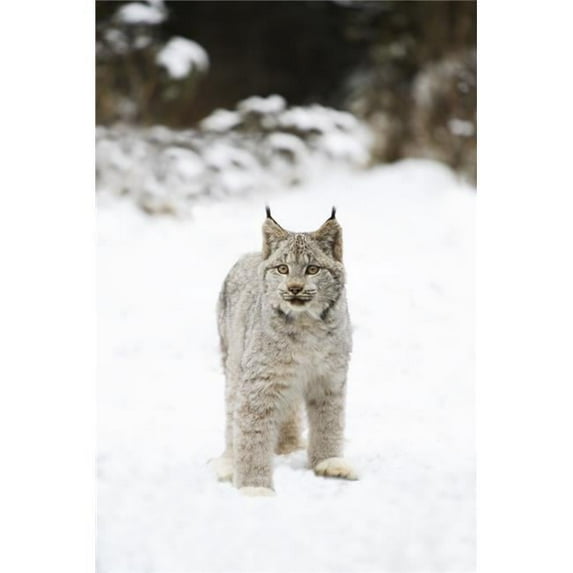 Wild Lynx Poster Print