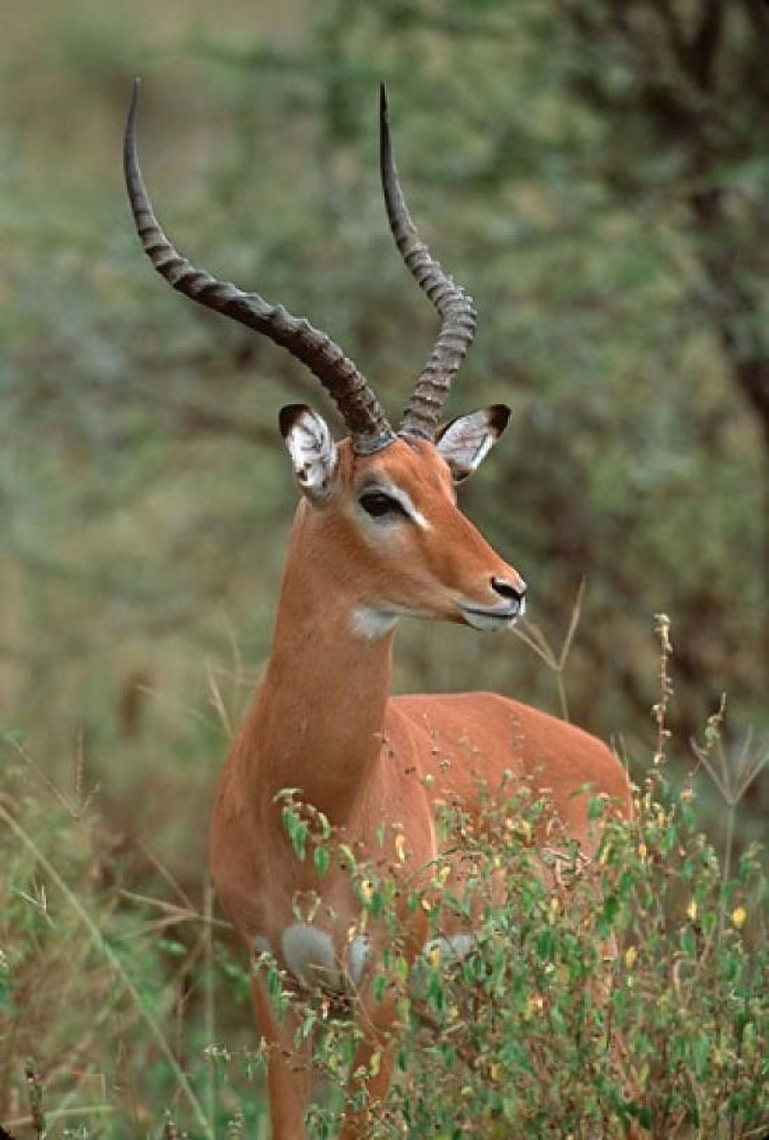 Wild Male Impala Tanzania Canvas Art - Dee Ann Pederson DanitaDelimont (26 x 38)