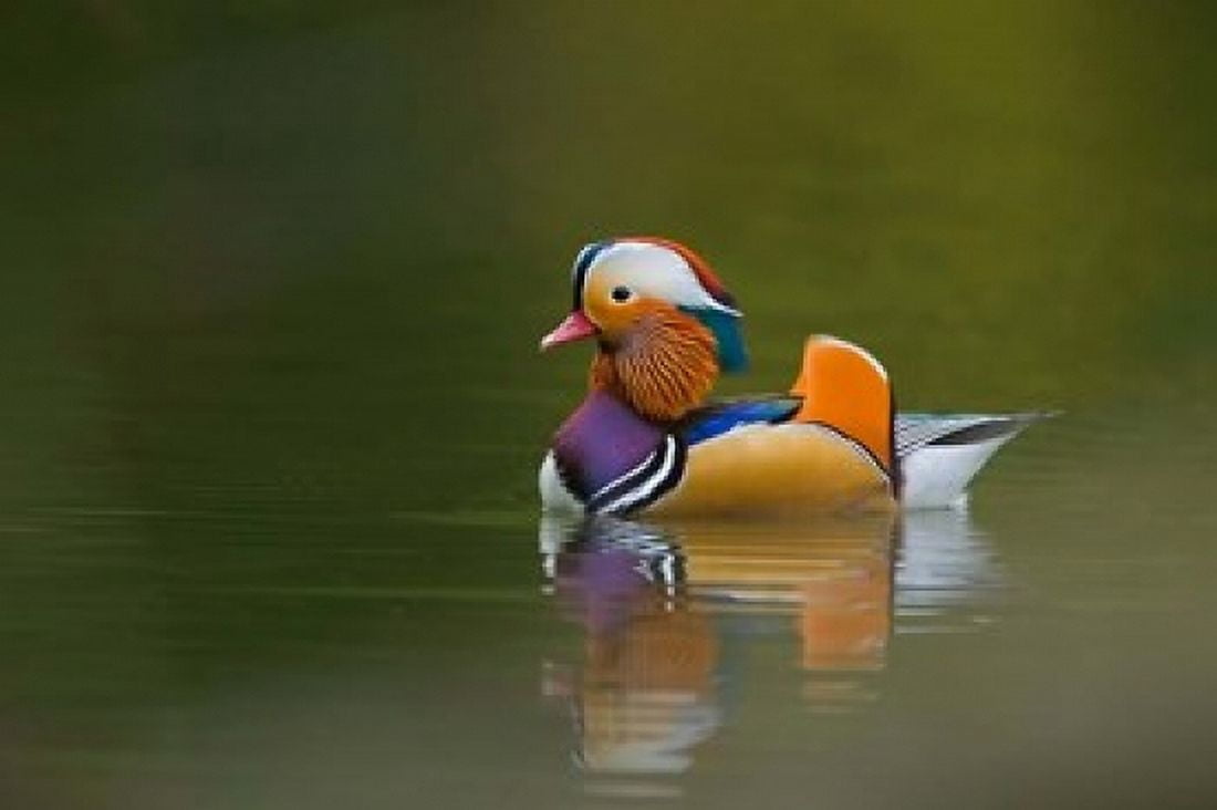 Wild Mandarin Duck green lake UK Canvas Art - David Slater DanitaDelimont (34 x 23)