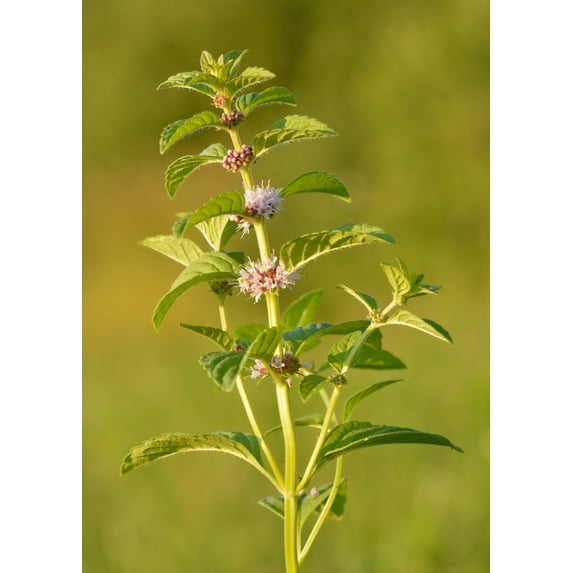 Wild Mint