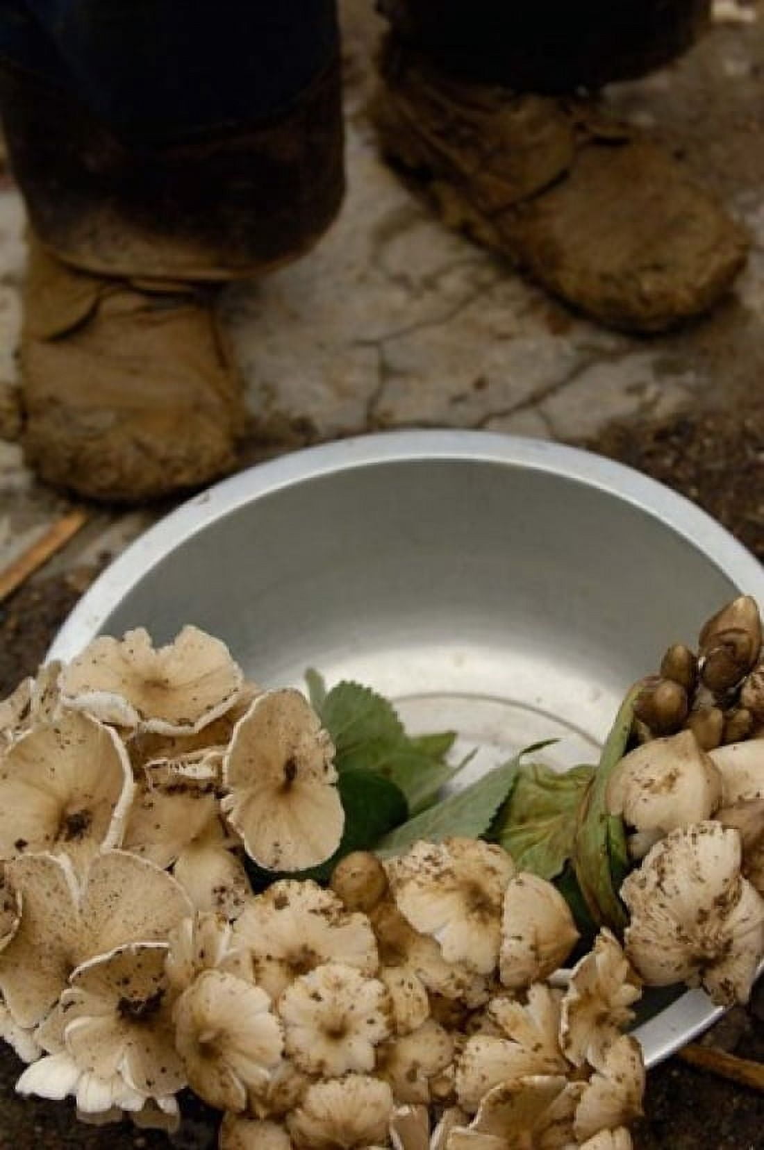 Wild Mushrooms For Sale Honghe Prefecture Yunnan Province China Canvas Art - Pete Oxford DanitaDelimont (18 x 24)