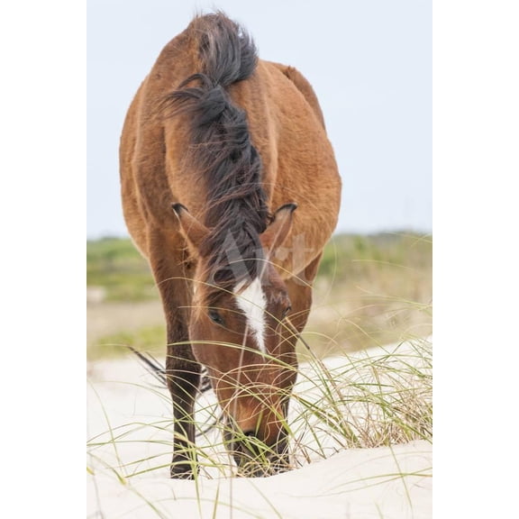 Wild Mustangs in Currituck National Wildlife Refuge, Corolla, Outer Banks, North Carolina, Animals Unframed Photographic Print Wall Art by Michael DeFreitas Sold by ArtCom