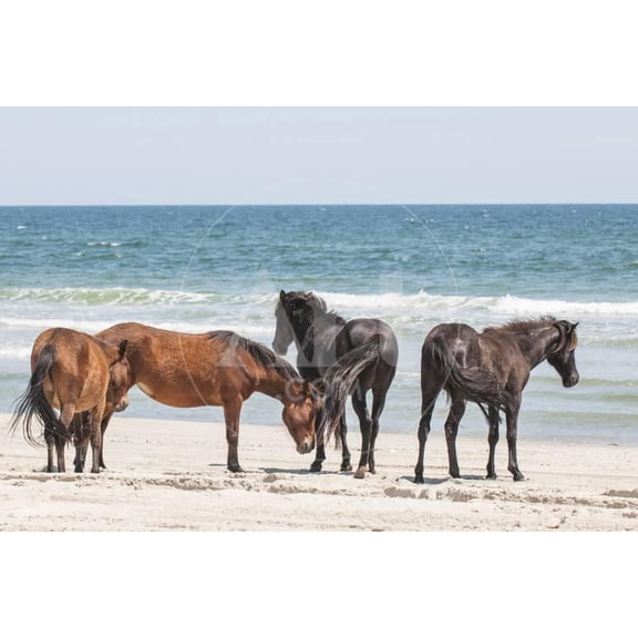 Wild Mustangs in Currituck National Wildlife Refuge, Corolla, Outer Banks, North Carolina, Animals Unframed Photographic Print Wall Art by Michael DeFreitas Sold by Art.Com