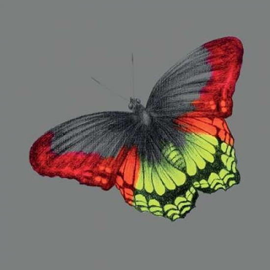 Wild Papillon Canvas Art - Louise McNaught (24 x 24)