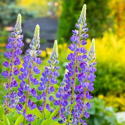 Wild Perennial Lupine Seeds Mix Wildflower, Mix, Perennial - Giant Lupine 100 Seeds