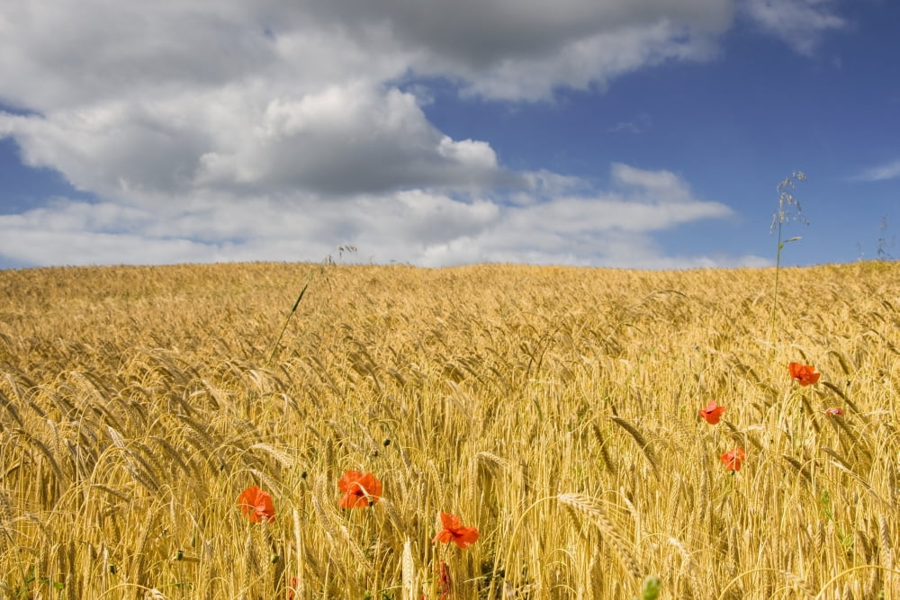 Wild Poppies In Wheat Field North Yorkshire England Canvas Art - John Short Design Pics (17 x 11)