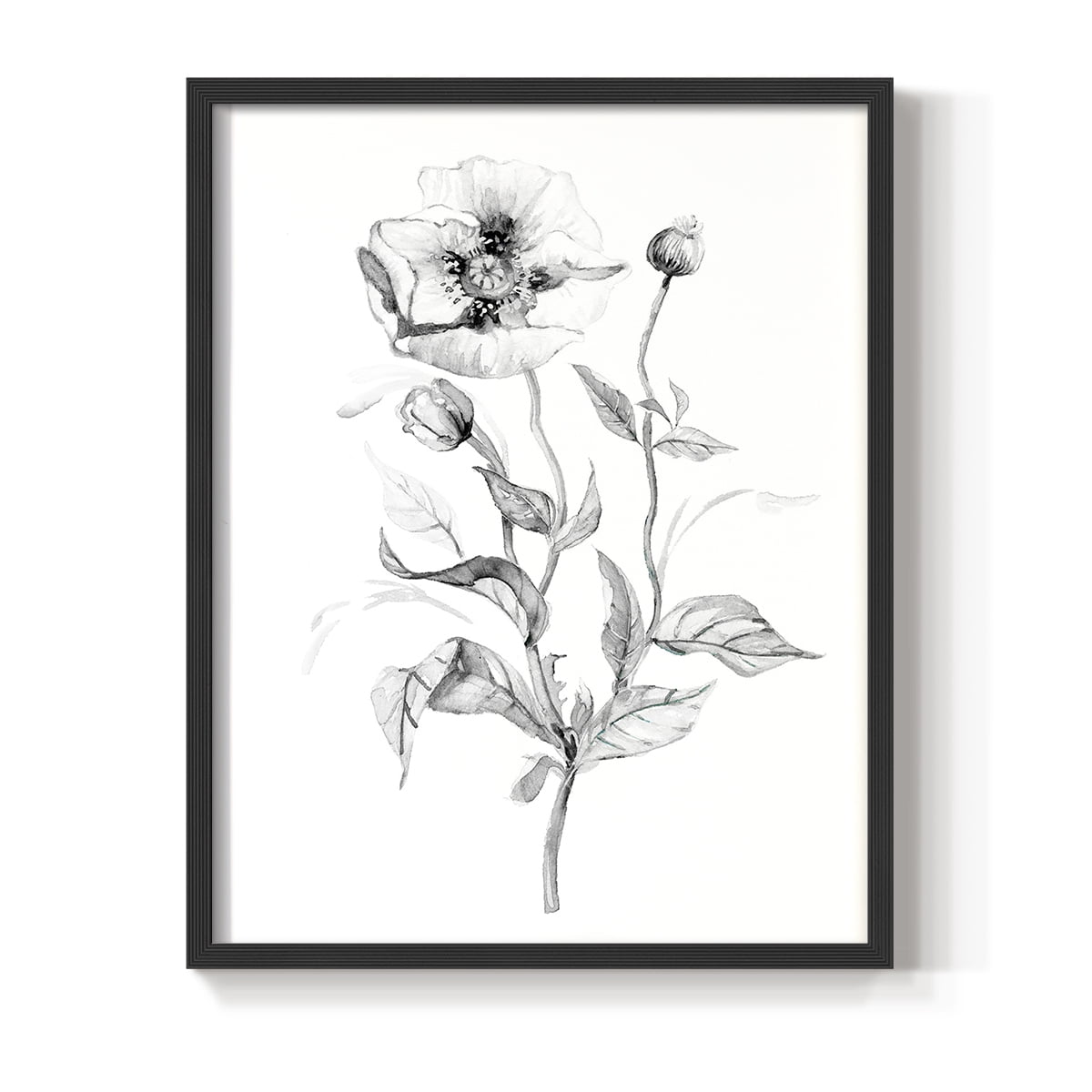 Wild Poppy Sketch Framed Print in Black Solid Wood 16 x 20 Framed Print
