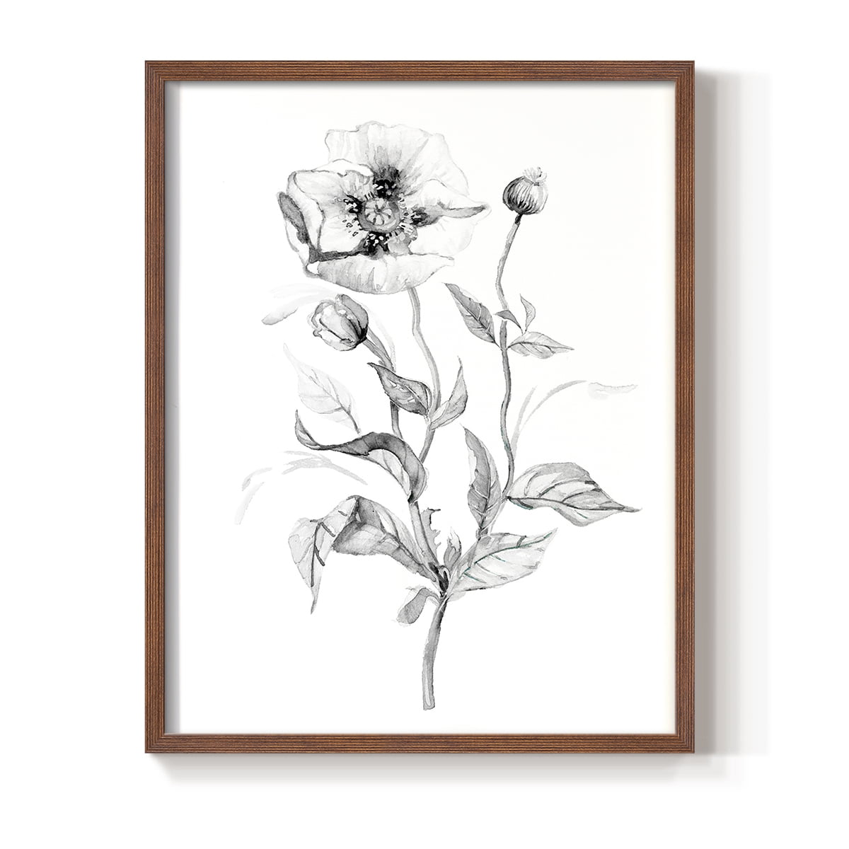 Wild Poppy Sketch Framed Print in Brown Solid Wood 11 x 14 Framed Print