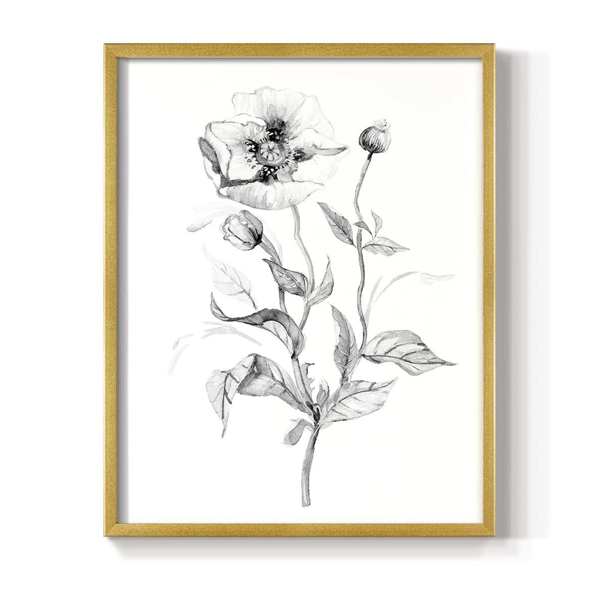 Wild Poppy Sketch Framed Print in Gold Solid Wood 11 x 14 Framed Print
