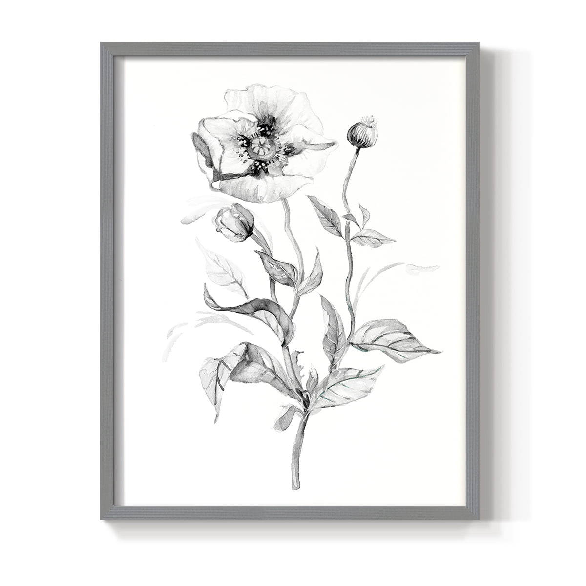 Wild Poppy Sketch Framed Print in Gray Solid Wood 11 x 14 Framed Print