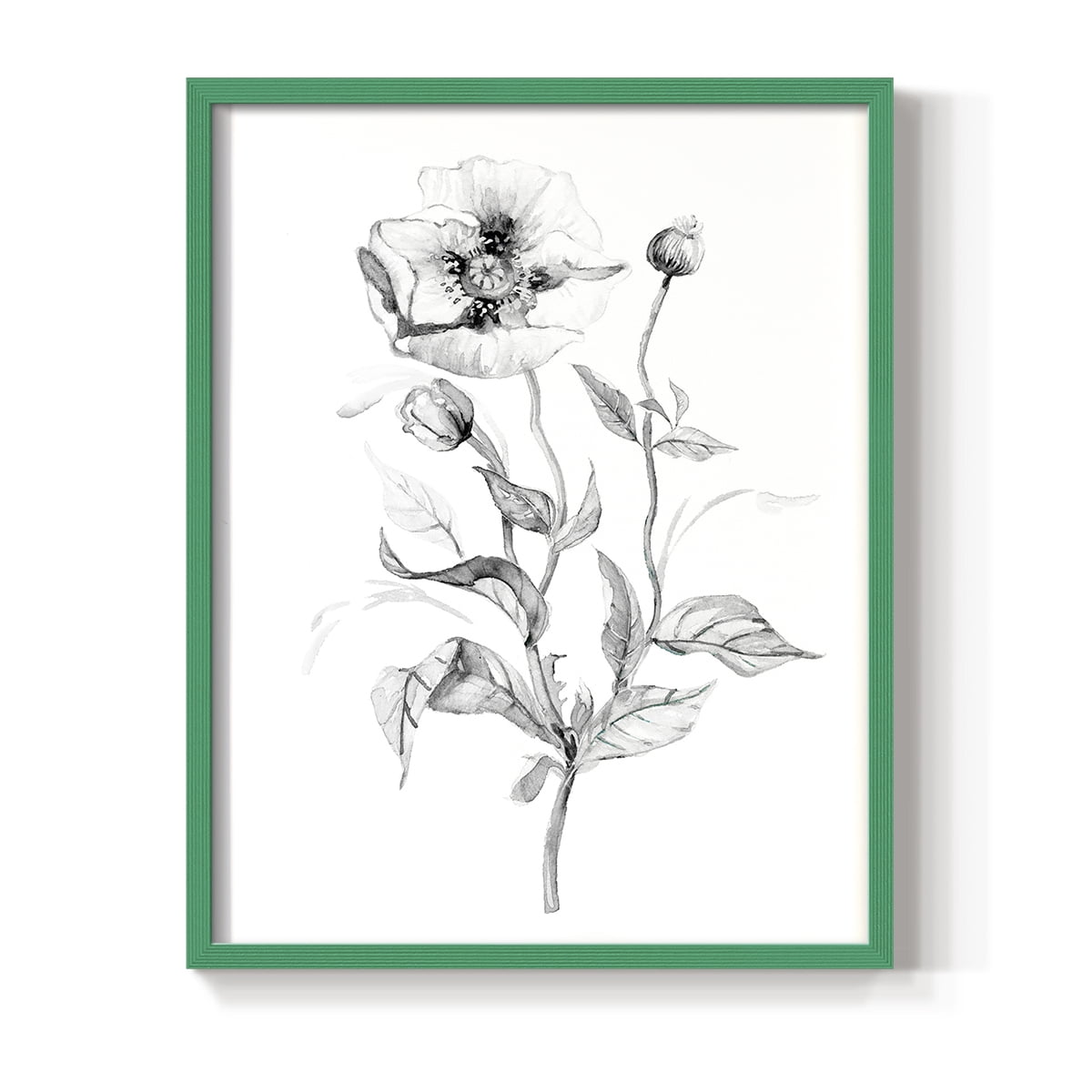 Wild Poppy Sketch Framed Print in Green Solid Wood 8 x 10 Framed Print