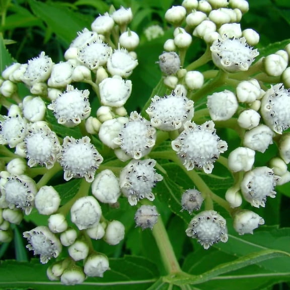 Wild Quinine 50 Seeds | American Feverfew, Heirloom Medicinal Herb