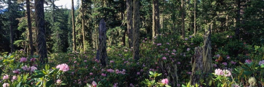 Wild Rhododendrons Mount Hood National Forest OR Canvas Art - Panoramic Images (27 x 9)