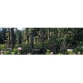 thumbnail image 1 of Wild Rhododendrons Mount Hood National Forest OR Poster Print (36 x 12), 1 of 1