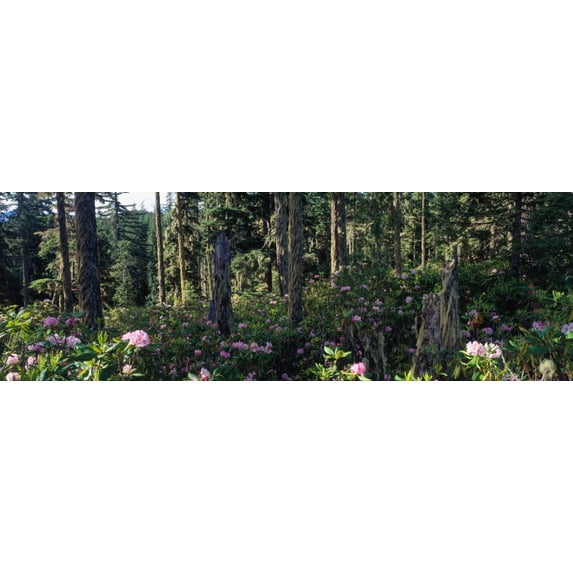 Wild Rhododendrons Mount Hood National Forest OR Poster Print (36 x 12)