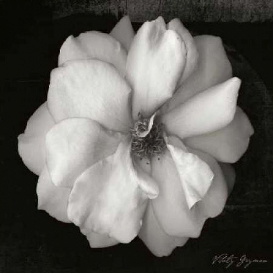 Wild Rose Square Canvas Art - Vitaly Geyman (24 x 24)