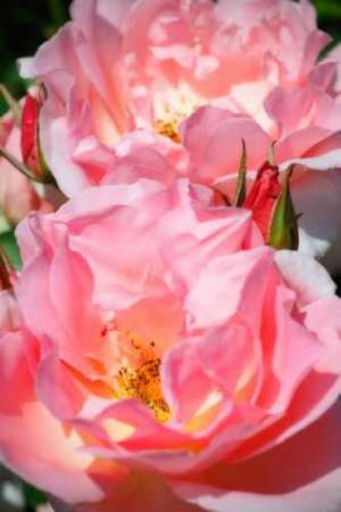 Wild Roses I Canvas Art - Alan Hausenflock (20 x 28)