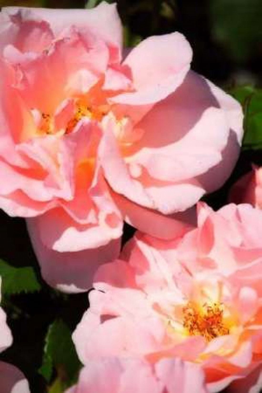 Wild Roses II Canvas Art - Alan Hausenflock (20 x 28)