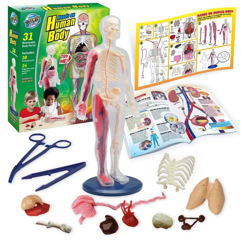 Human Body サイエンス 人体キット 英語 Wild! Science Hands-On Human Body Science Kit - Walmart.com