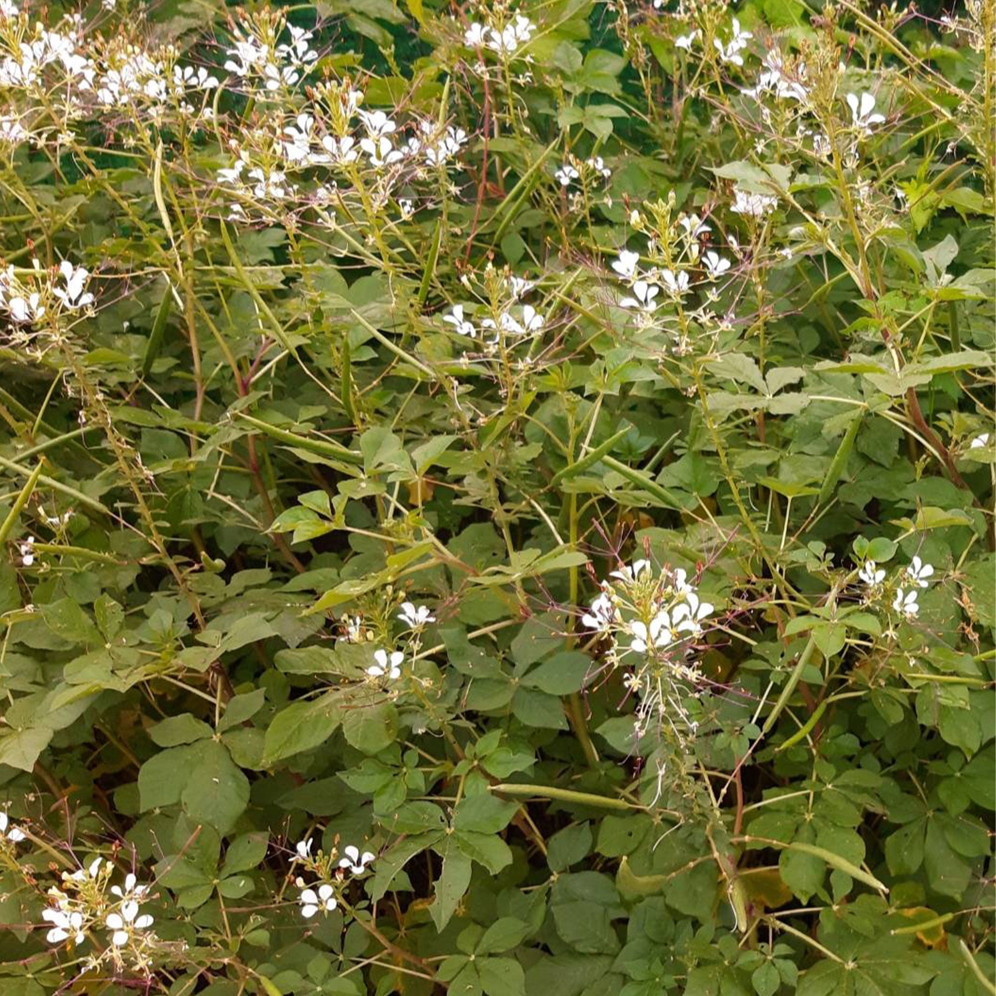 Wild Spider Flower - 4 Oz ~55600 Seeds - Non-GMO, Heirloom - Asian Herb Gardening