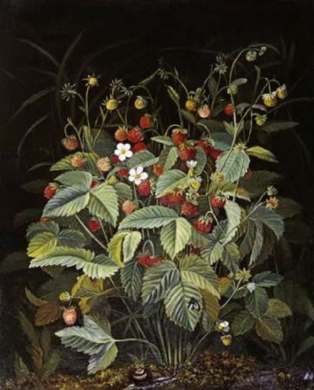 Wild Strawberries Canvas Art - Otto Diderich Ottesen (24 x 30)