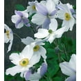 thumbnail image 1 of Wild Swan Windflower Plant - Anemone sylvestris - Bright Shade - 2.5" Pot, 1 of 1