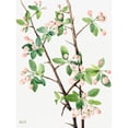 thumbnail image 1 of Wild Sweet Crab-1920 by Mary Vaux Walcott (24 x 36), 1 of 1