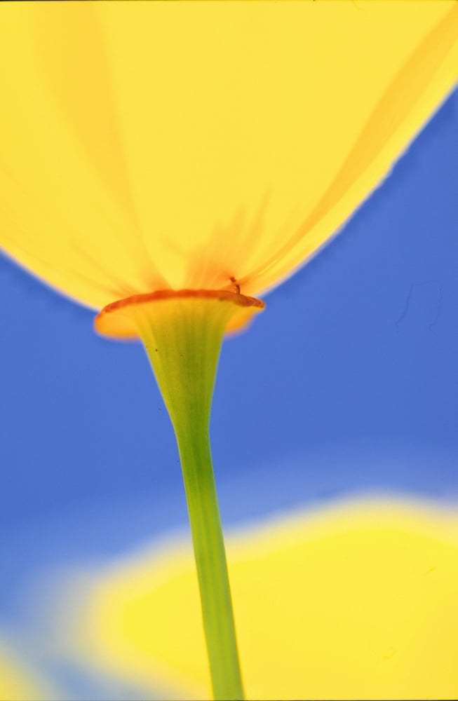 Wild Tulip (Tulipa Sylvestris) Canvas Art - Robert Postma Design Pics (12 x 18)