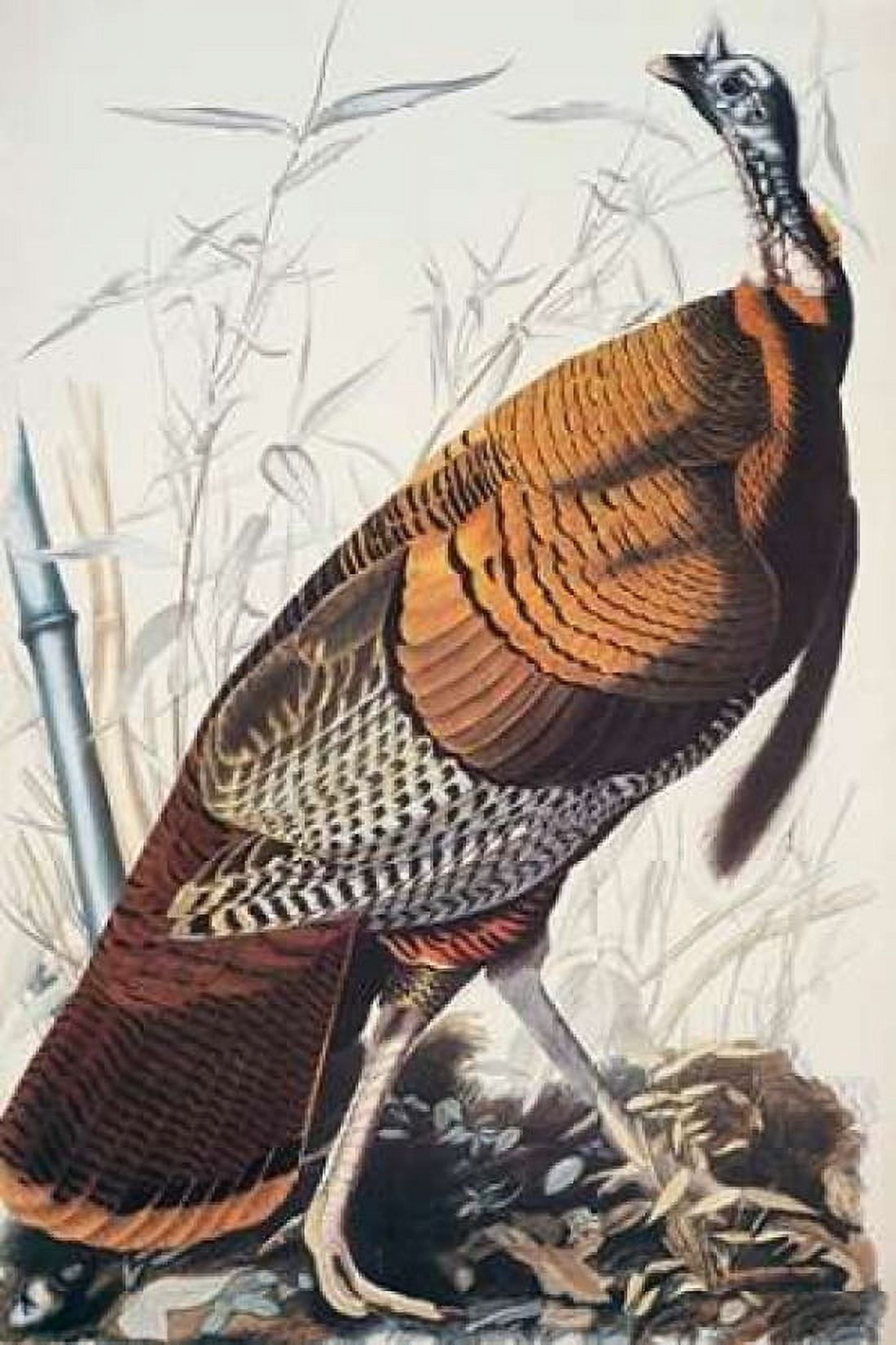 Wild Turkey Canvas Art - John James Audubon (24 x 36)