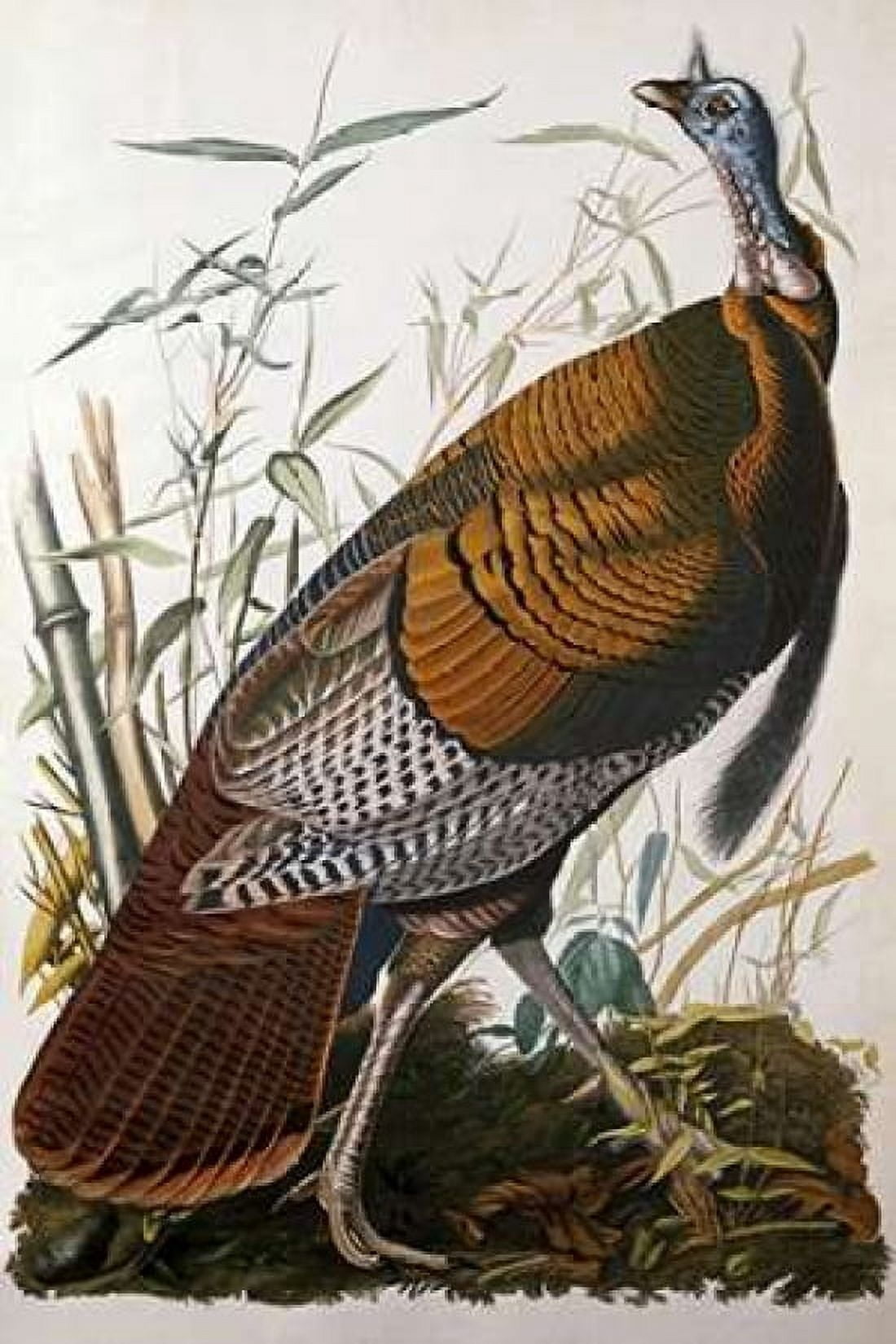 Wild Turkey Male Canvas Art - John James Audubon (24 x 36)