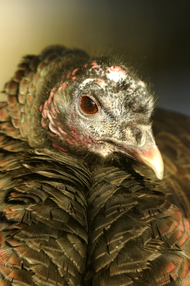 Wild Turkey (Meleagris Gallopavo) In Ecomuseum Zoo Ste-Anne-De-Bellevue Quebec Canada Canvas Art - Steeve Marcoux Design Pics (12 x 18)