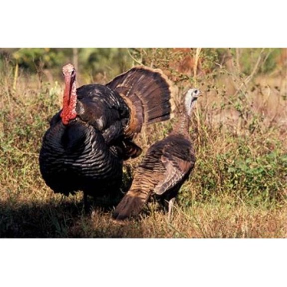 Wild Turkey Tom & Hen Poster Print by Art Wolfe - 27 x 18 in.