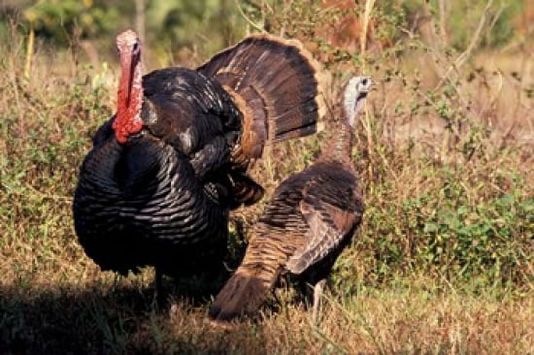 Wild Turkey Tom and Hen Canvas Art - Art Wolfe DanitaDelimont (27 x 18)