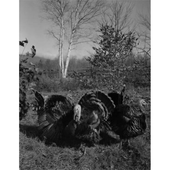 Wild Turkeys Meleagris Gallopavo Poster Print - 18 x 24 in.