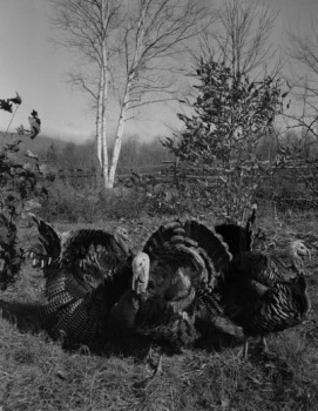 Wild Turkeys (Meleagris gallopavo) Canvas Art - (24 x 36)