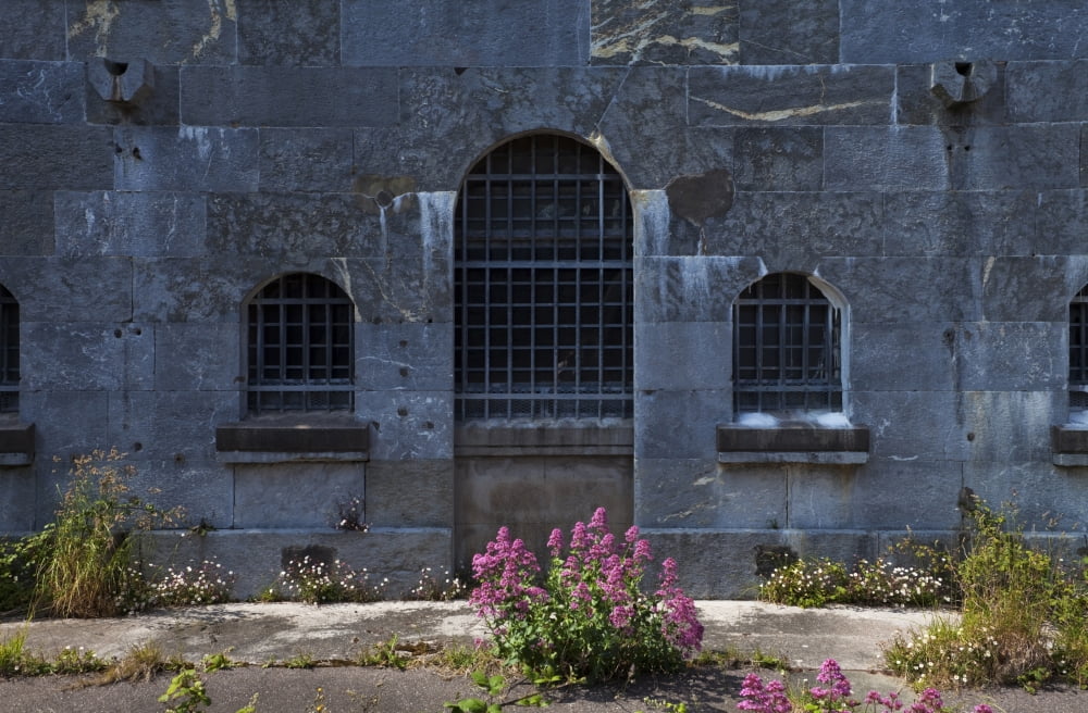 Wild Valerian near Prison Walls in Fort Mitchell Spike Island Near Cobh County Cork Ireland Canvas Art - Panoramic Images (36 x 12)