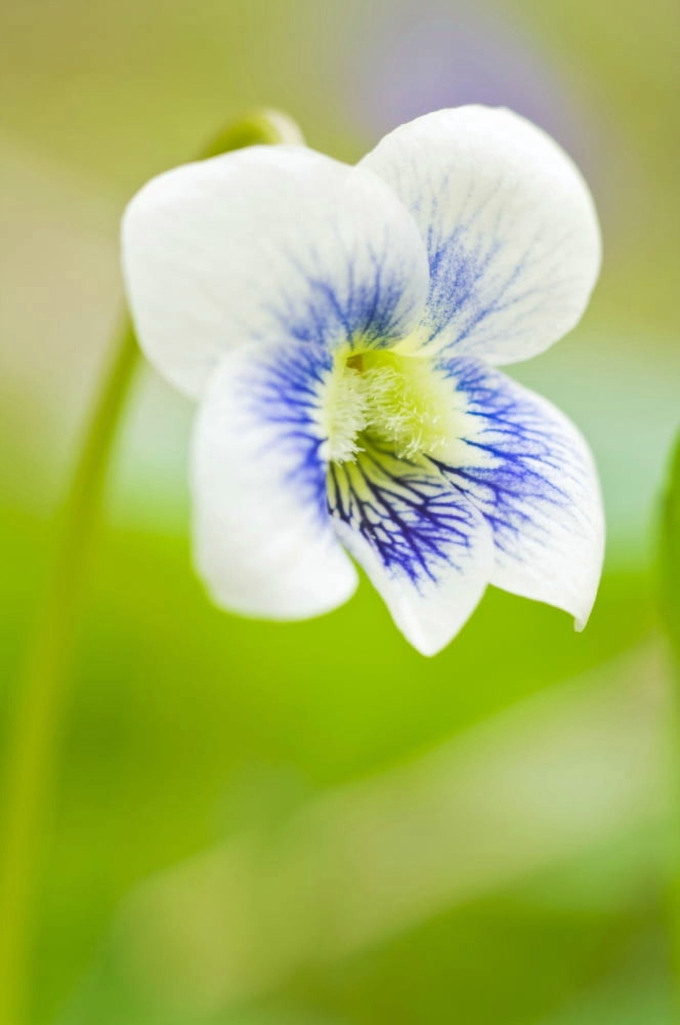 Wild Violet Canvas Art - Dan Sherwood Design Pics (12 x 18)