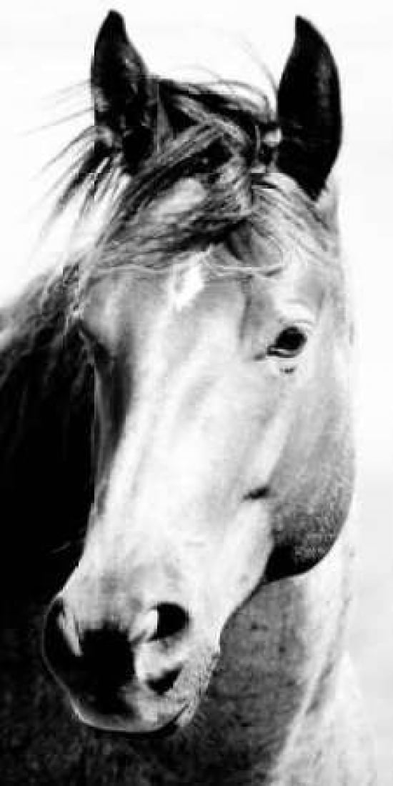 Wild Whispers I Canvas Art - Peggy Corpeny (10 x 20)