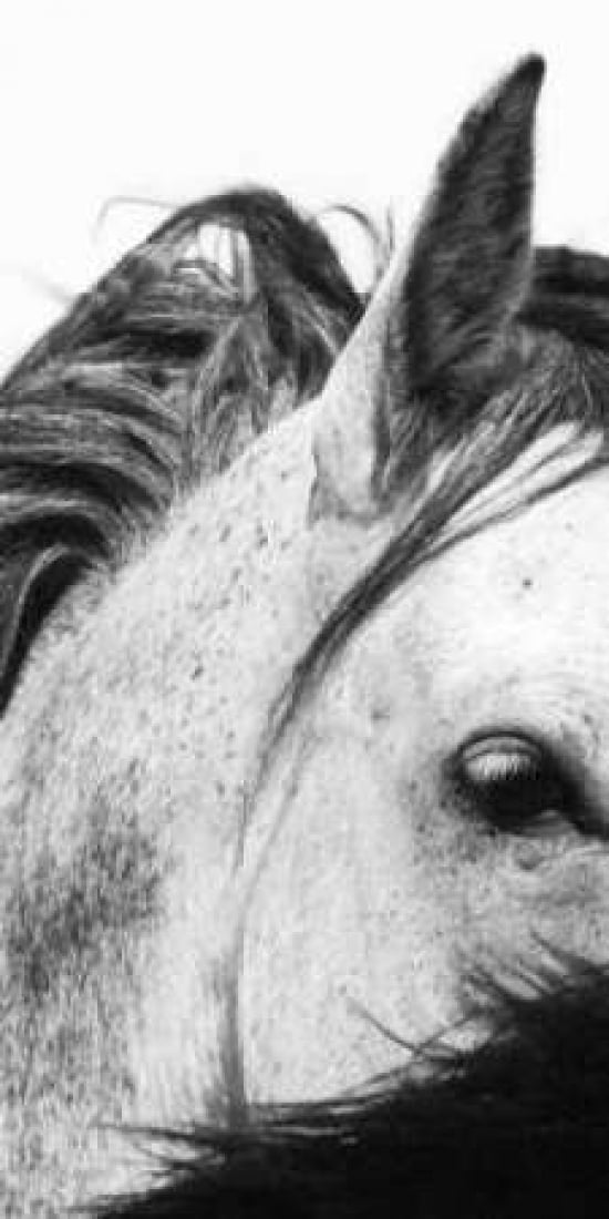 Wild Whispers II Canvas Art - Peggy Corpeny (10 x 20)