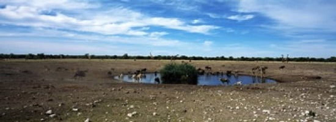 Wild animals at a waterhole Etosha National Park Kunene Region Namibia Canvas Art - Panoramic Images (18 x 7)