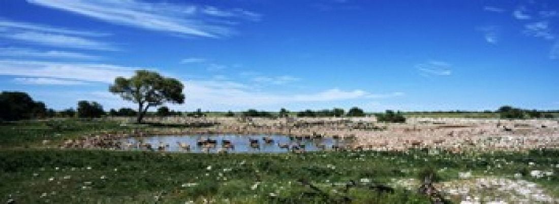 Wild animals at a waterhole Okaukuejo Etosha National Park Kunene Region Namibia Canvas Art - Panoramic Images (18 x 7)