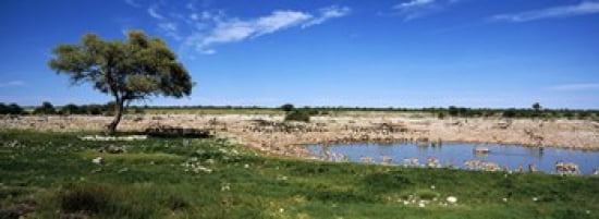 Wild animals at a waterhole Okaukuejo Etosha National Park Kunene Region Namibia Canvas Art - Panoramic Images (36 x 13)