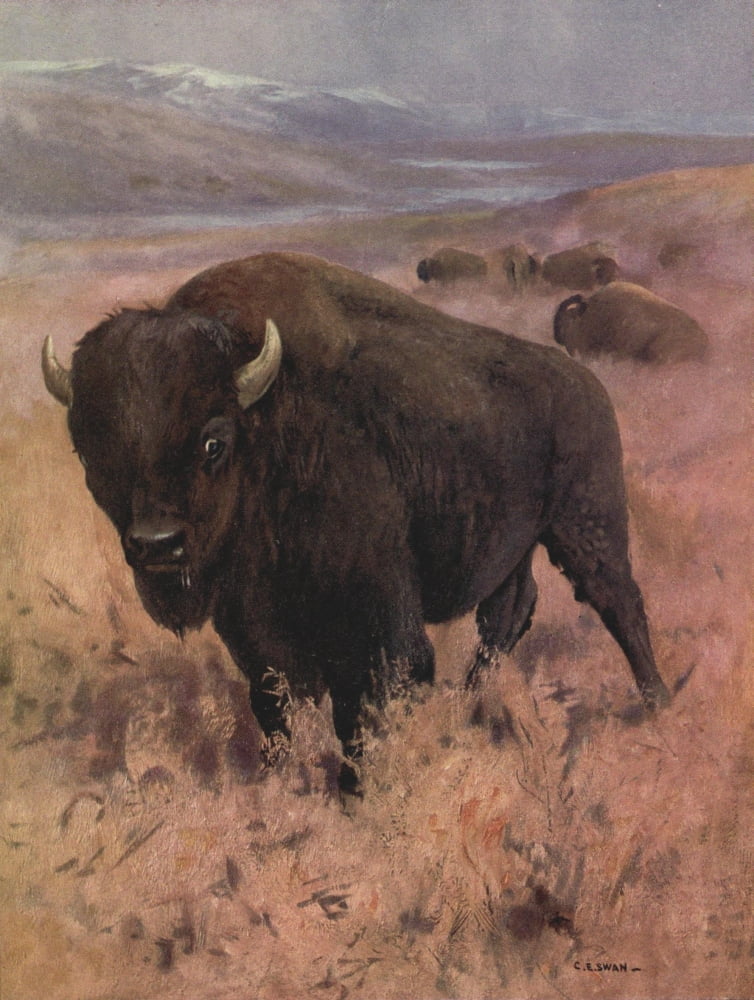 Wild beasts of the World 1909 American Bison Canvas Art - Cuthbert E Swan (18 x 24)