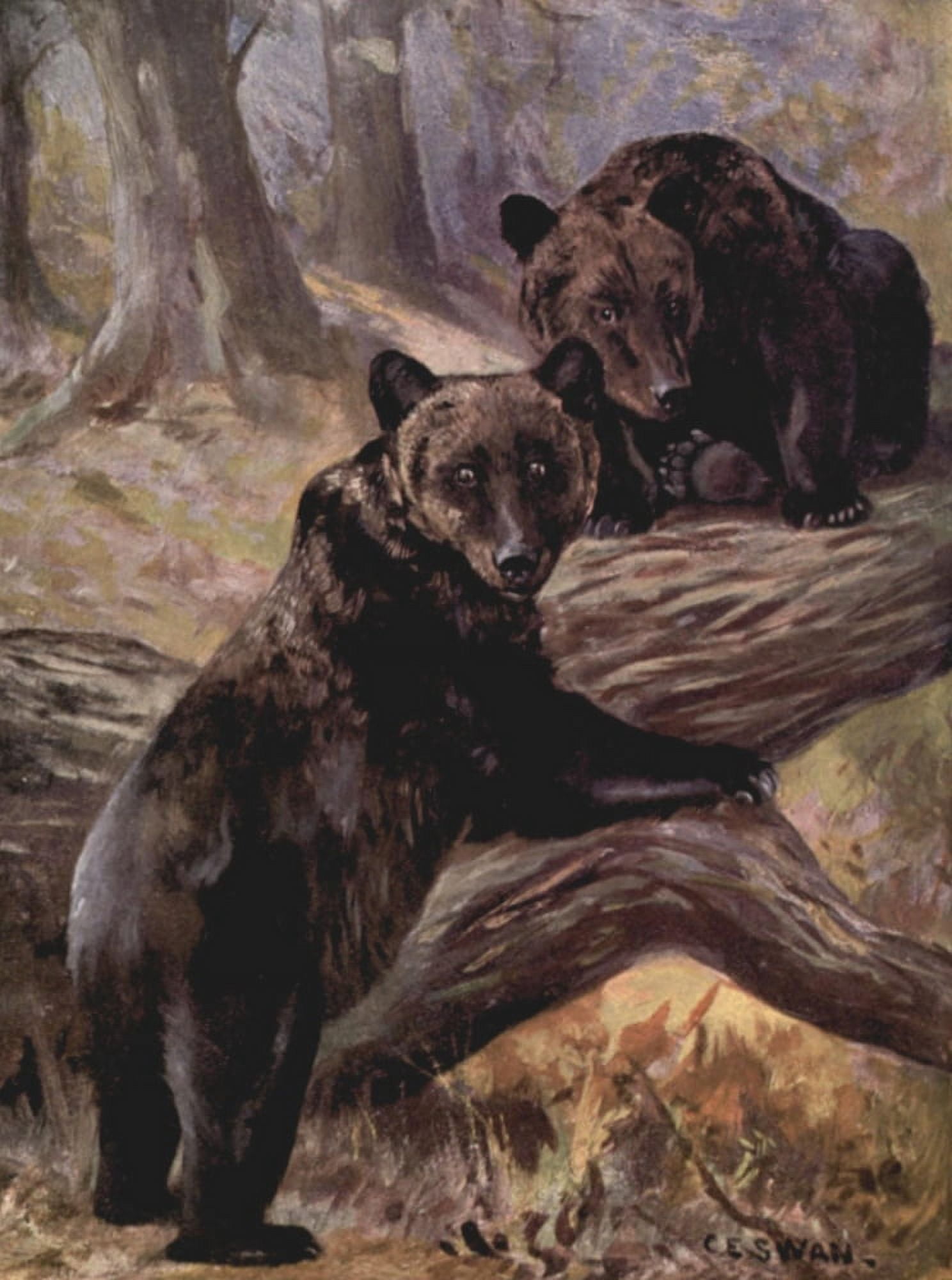 Wild beasts of the World 1909 Brown bears Canvas Art - Cuthbert E Swan (24 x 36)