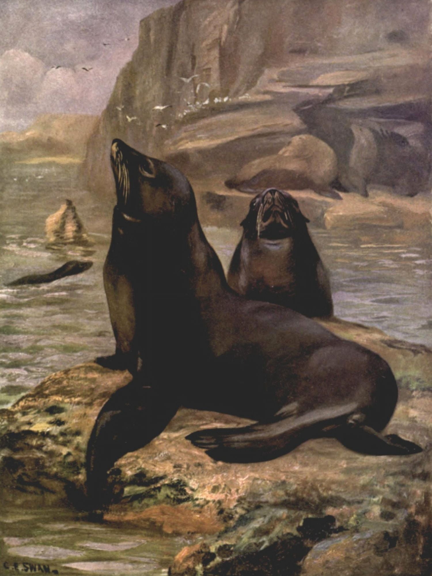 Wild beasts of the World 1909 California Sea-lions Canvas Art - Cuthbert E Swan (18 x 24)